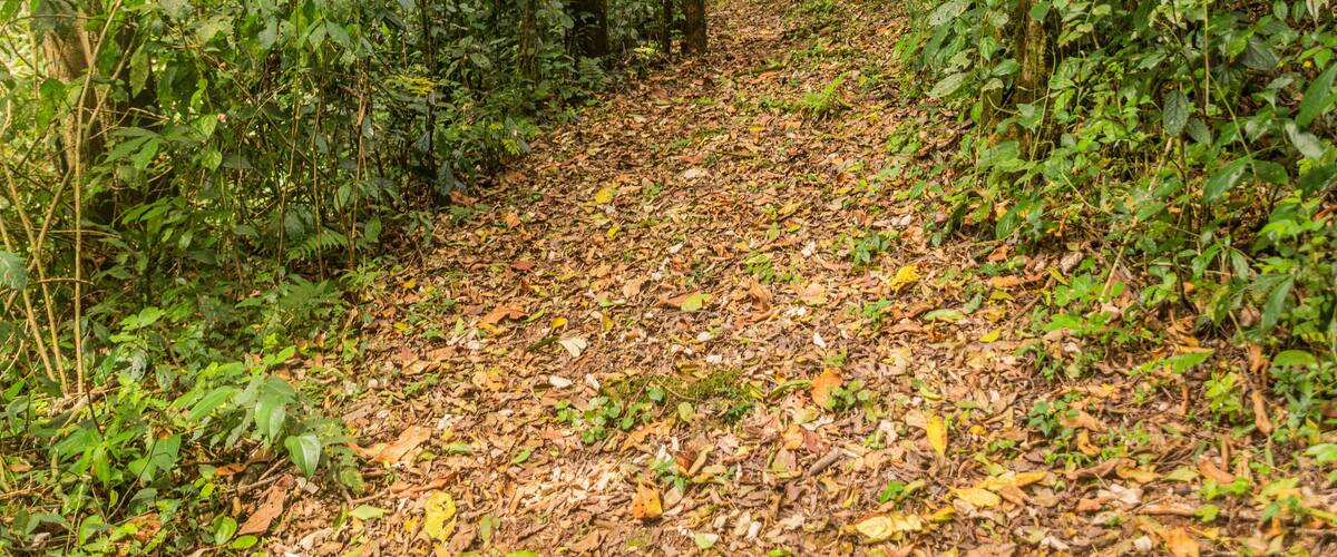 A forest path with dense foliage and a ground covered in dry leaves.