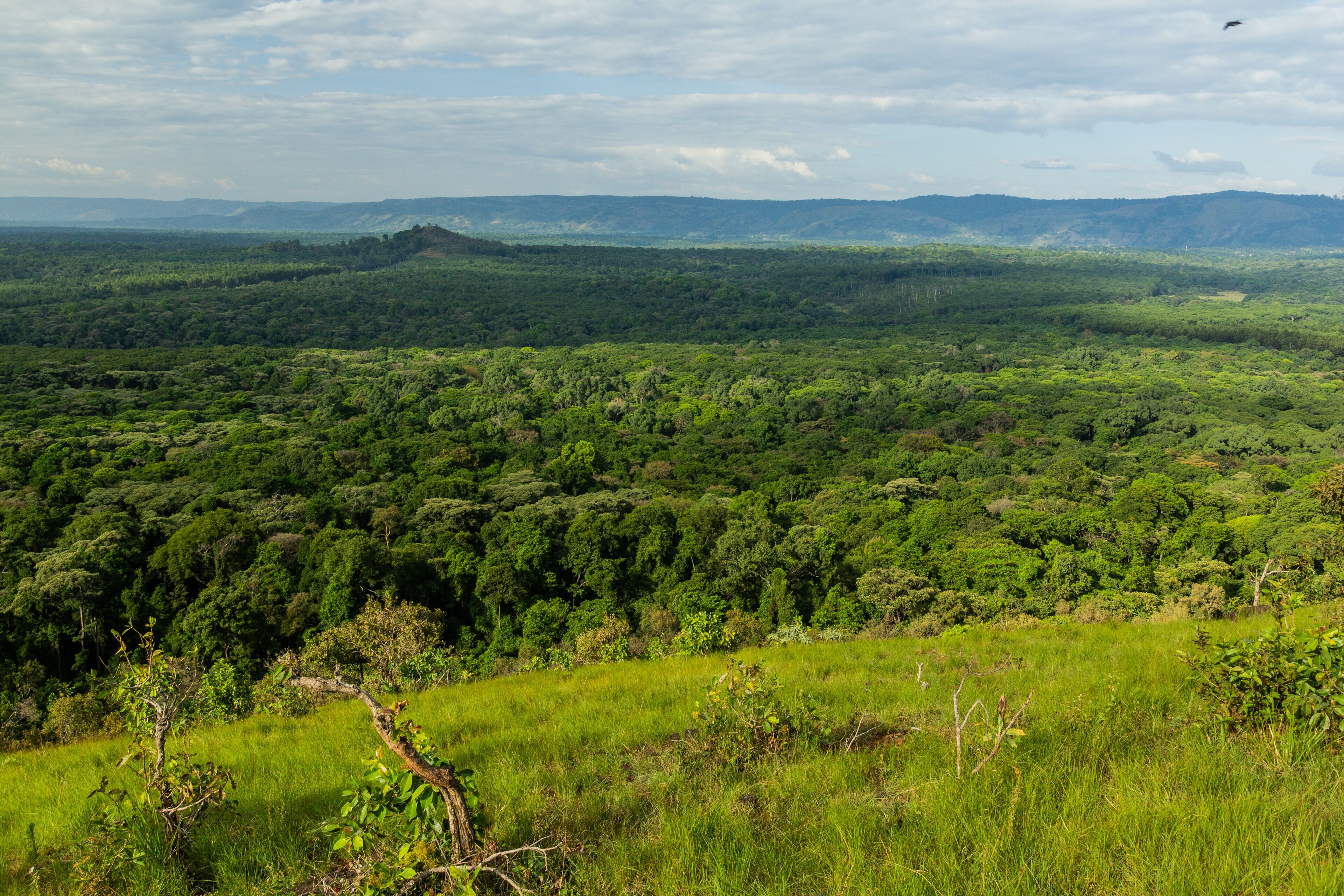 Aerial view of Kakamega Forest Reserve, Kenya