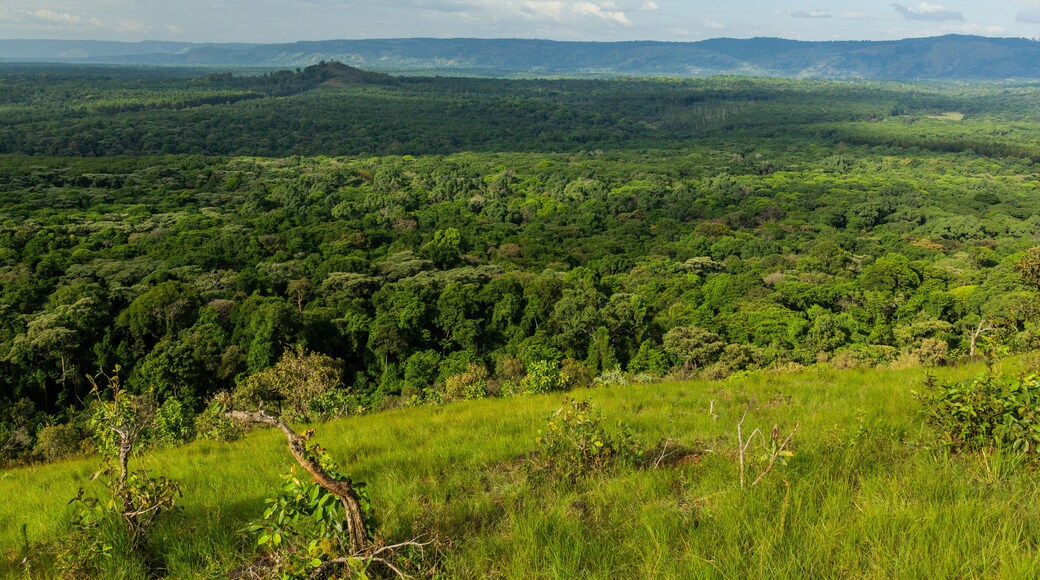 Aerial view of Kakamega Forest Reserve, Kenya