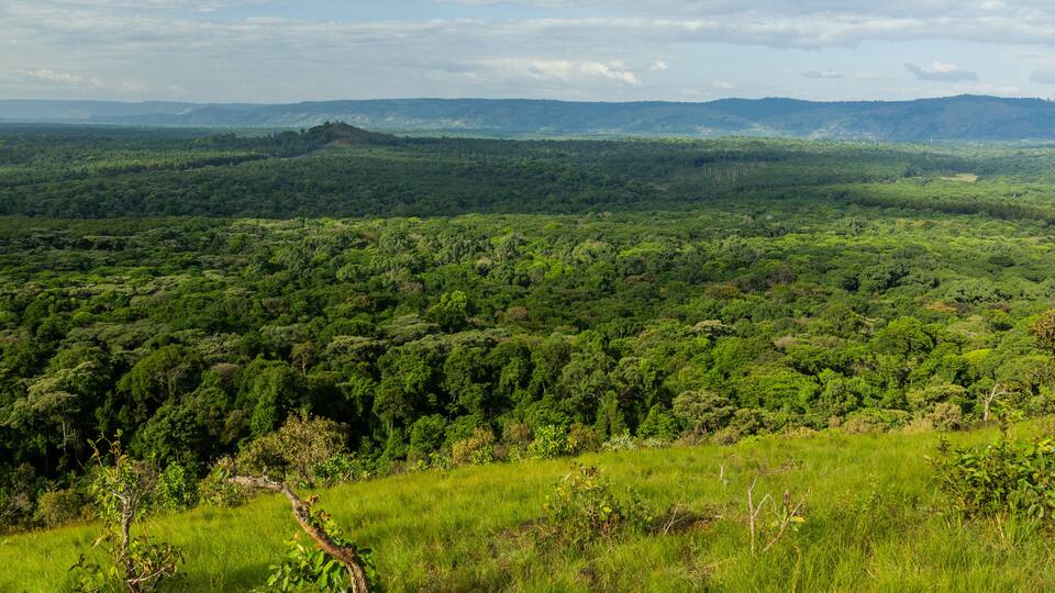 Aerial view of Kakamega Forest Reserve, Kenya