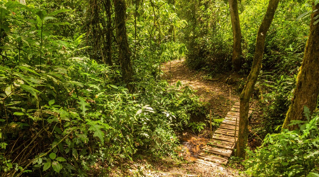Hiking trail in Kakamega Forest Reserve, Kenya
