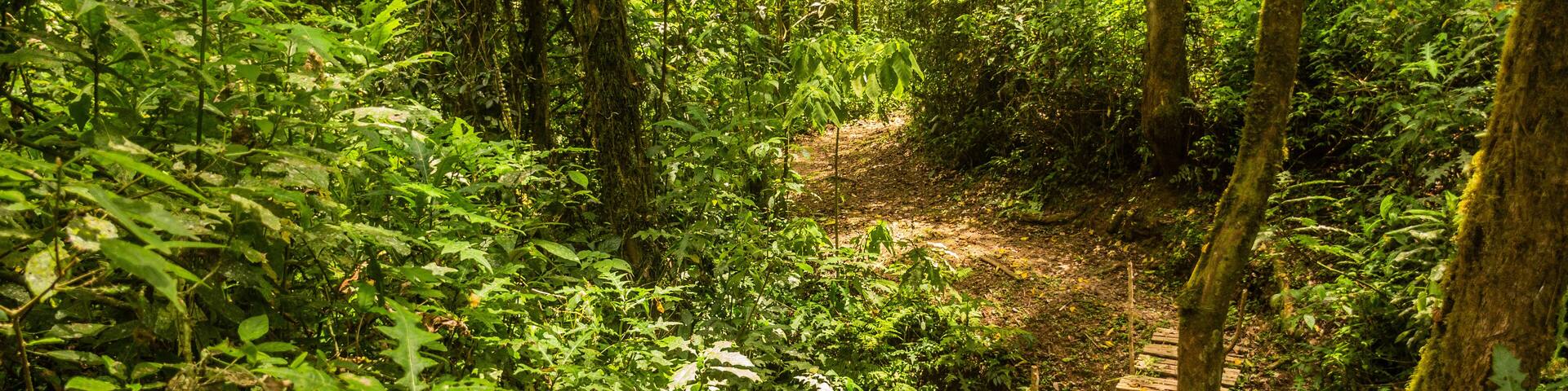 Hiking trail in Kakamega Forest Reserve, Kenya