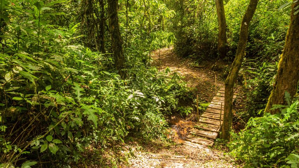 Hiking trail in Kakamega Forest Reserve, Kenya