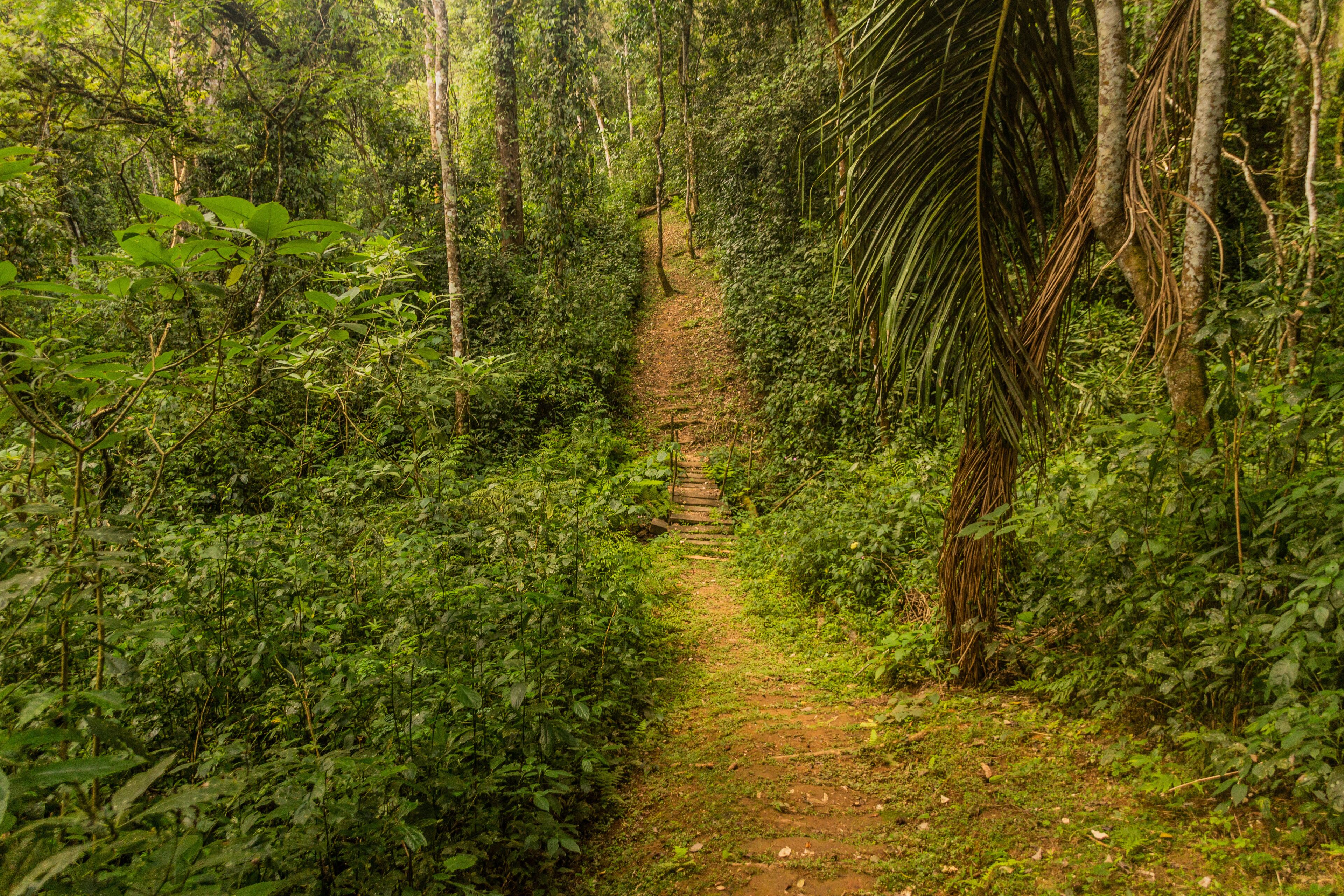 Hiking trail in Kakamega Forest Reserve, Kenya