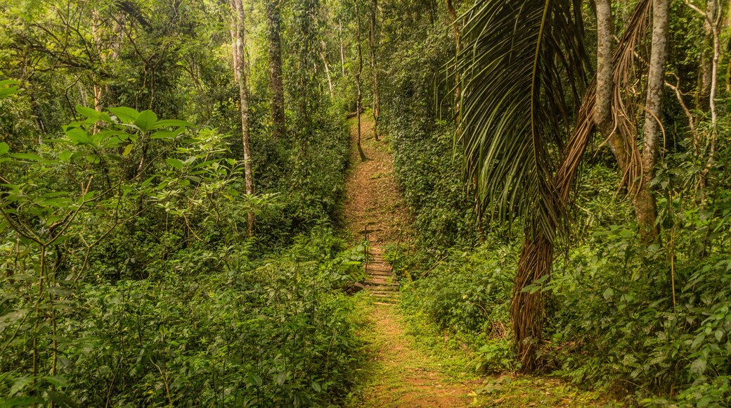 Hiking trail in Kakamega Forest Reserve, Kenya