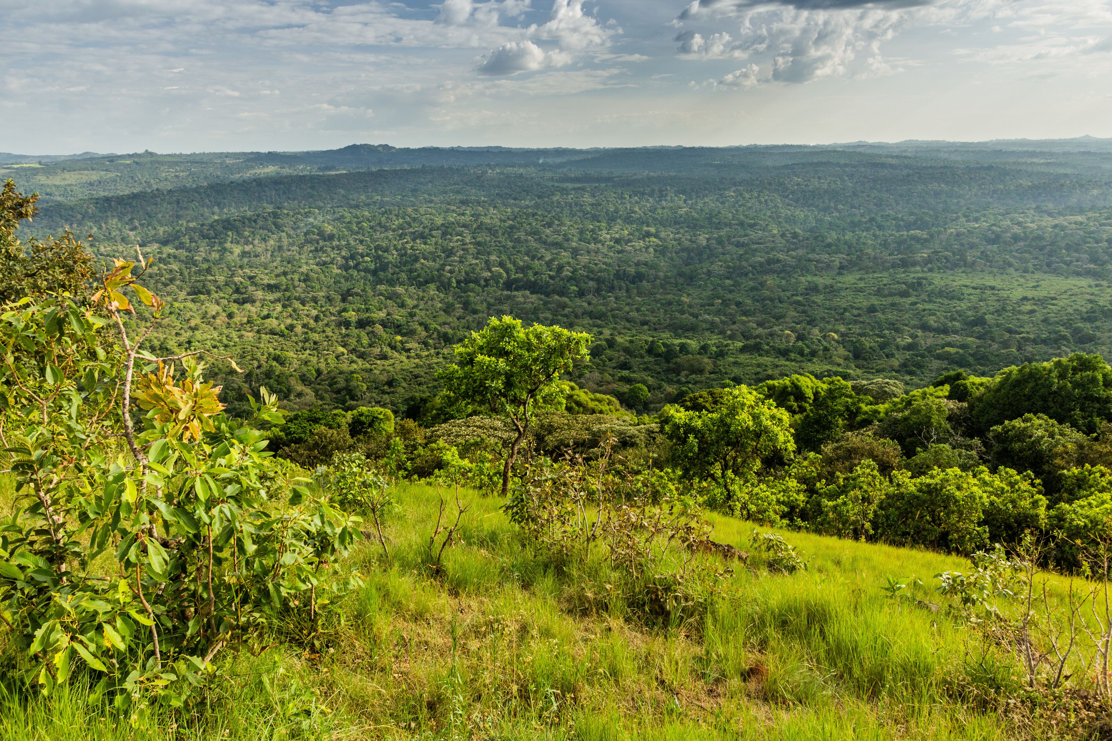 Aerial view of Kakamega Forest Reserve, Kenya
