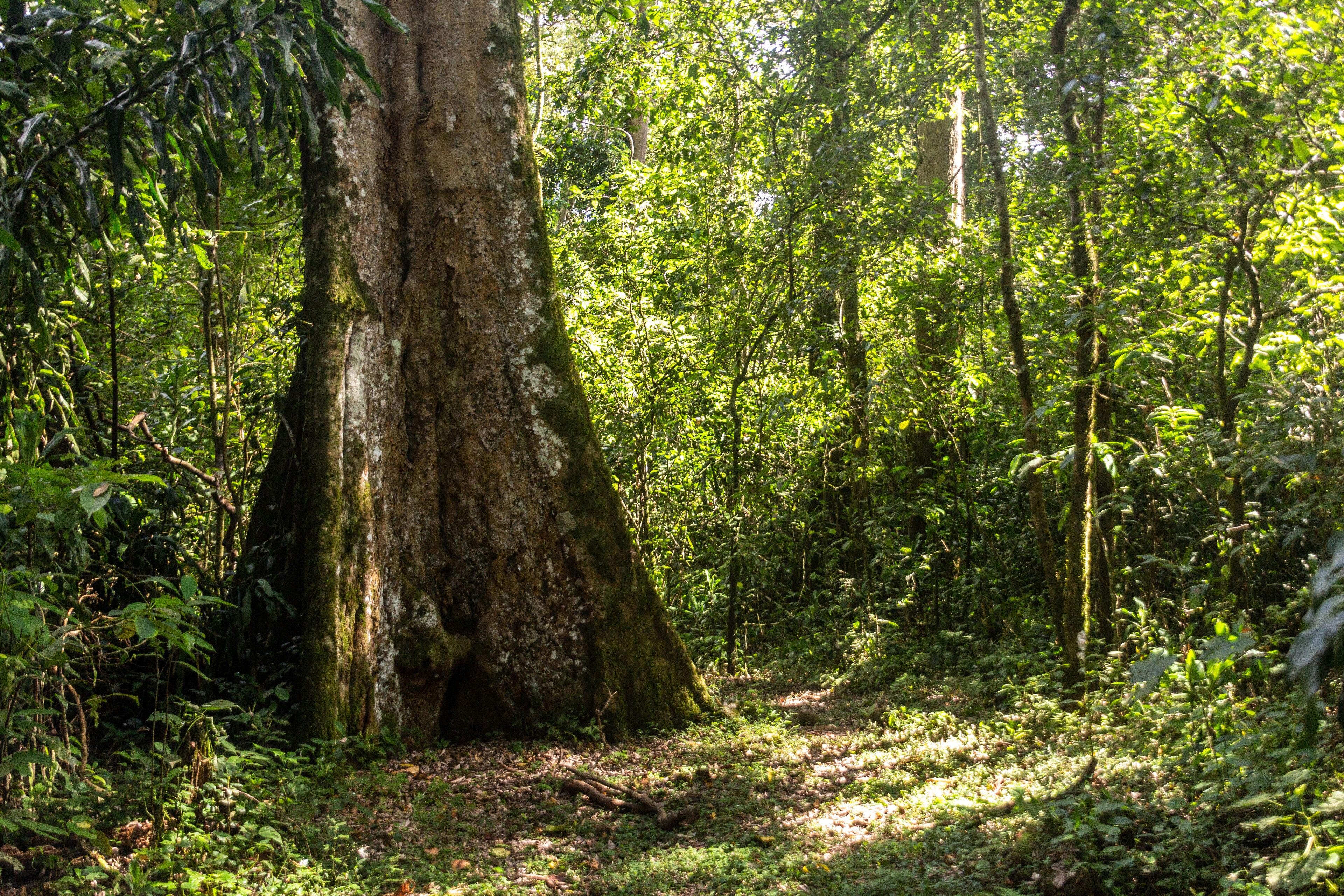 Tree in Kakamega Forest Reserve, Kenya