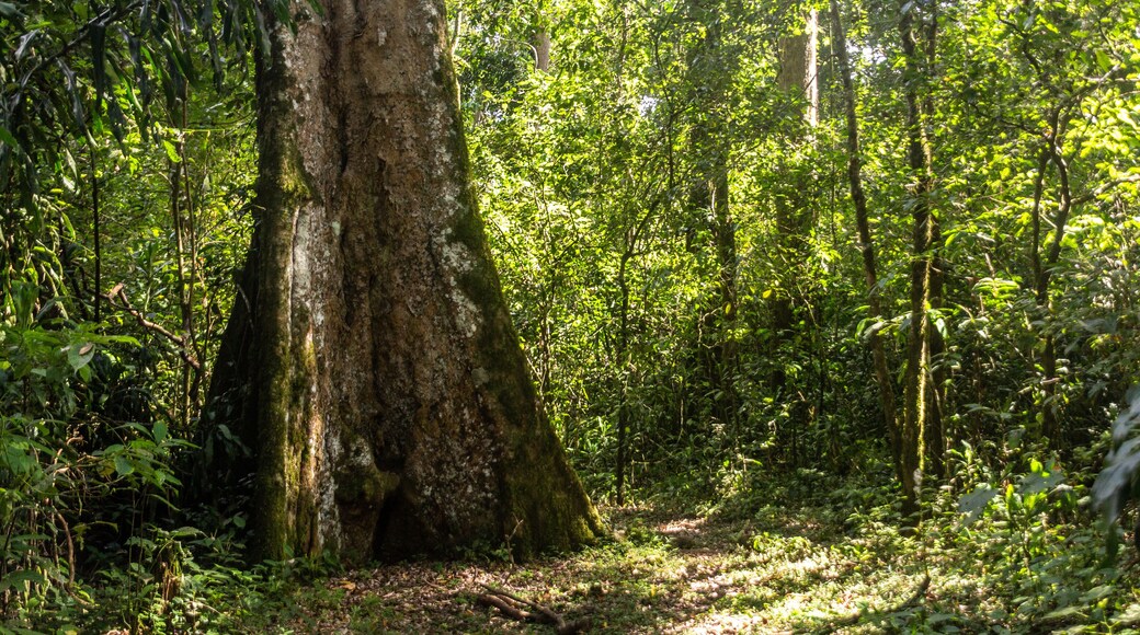 Tree in Kakamega Forest Reserve, Kenya