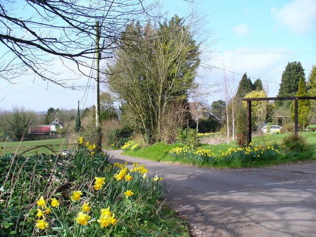 Spring in the East Hampshire Lanes South-west of Monkwood, daffodils brighten the verges outside the houses.