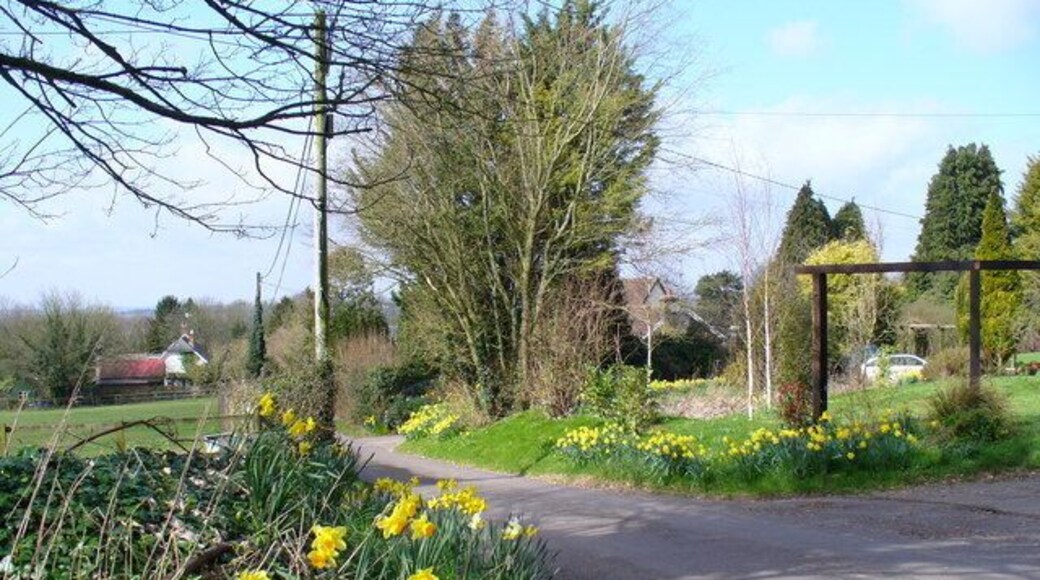 Spring in the East Hampshire Lanes South-west of Monkwood, daffodils brighten the verges outside the houses.