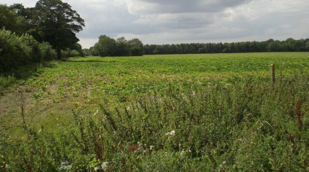 West across sugar beet towards Langton Green Wood