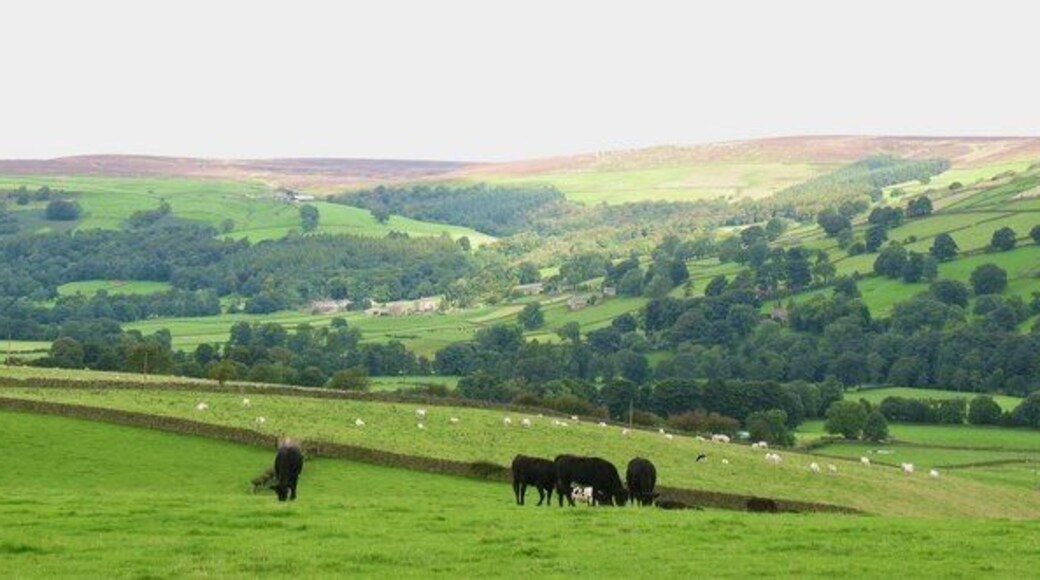 Cattle on the hillside A view north across the hillside above Pateley Bridge. A group of heifers graze the field, whilst the view extends to Wath and the moors beyond.