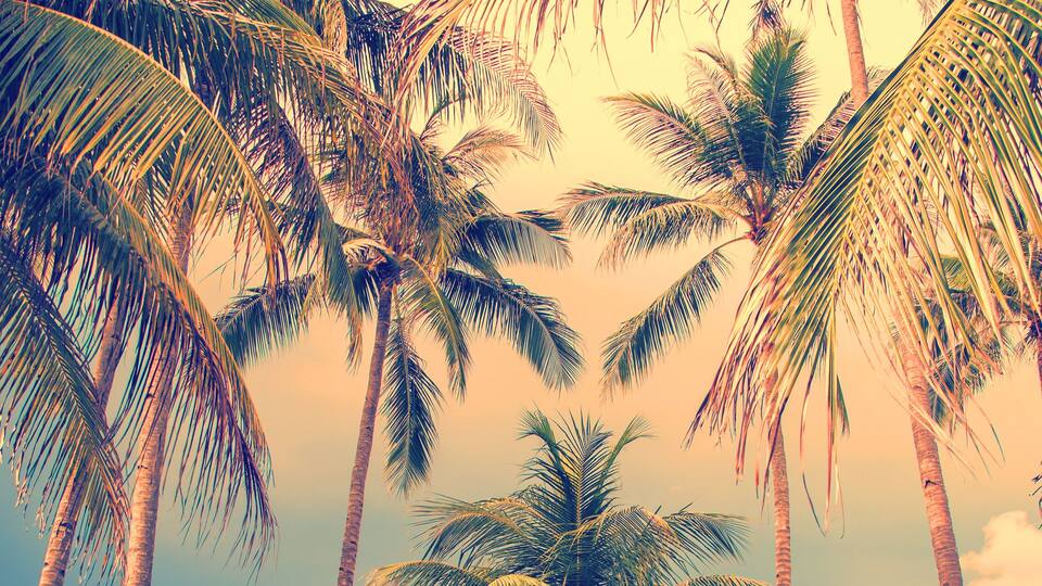 Photo of palm trees tropical background, vintage style panoramic web banner
