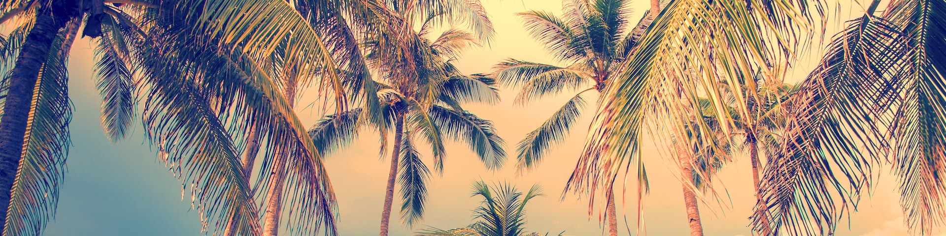 Photo of palm trees tropical background, vintage style panoramic web banner