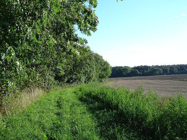 West of Drake Lane. View southish along the western edge of the wood. Drake Lane is the other side of the narrow strip of woodland.