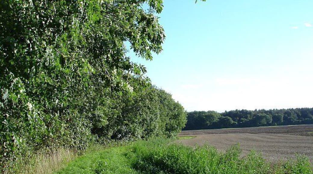 West of Drake Lane. View southish along the western edge of the wood. Drake Lane is the other side of the narrow strip of woodland.