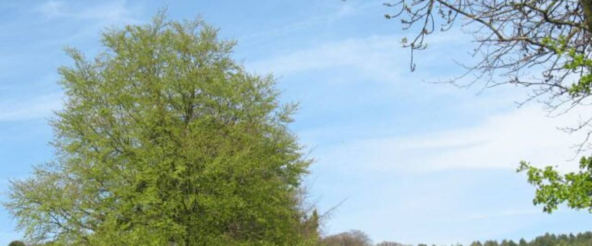 The long straight track in Spring. I have taken Penny Mayes' title for 141843 for this shot which shows what a difference one month makes in the spring.