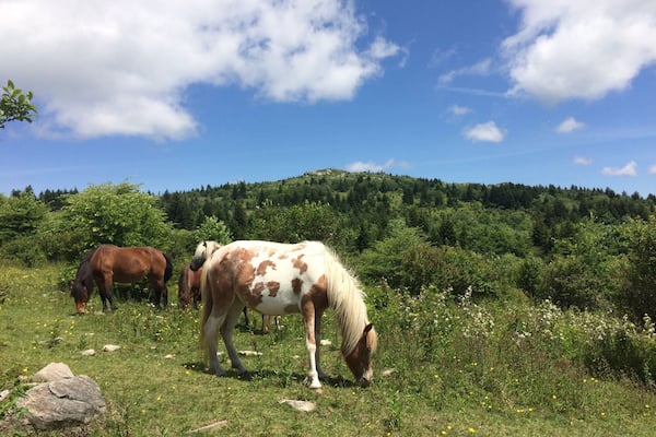 A grassy field with horses grazing, surrounded by dense forest and a clear blue sky.