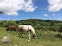 Een grasveld met paarden die grazen, omgeven door een dicht bos en een helderblauwe lucht.