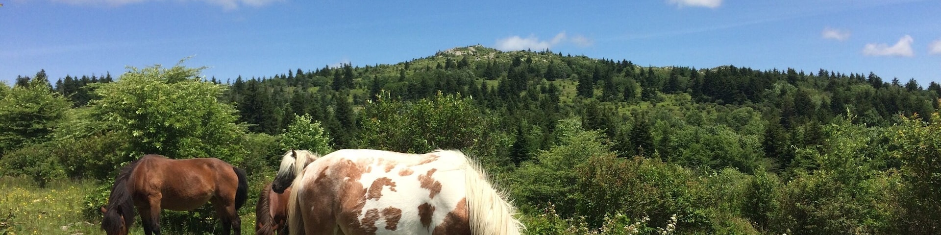 Our first time at this amazing park! The wild ponies took up a lot of our time here! We couldn't have asked for better weather and that sky was absolutely incredible!!
#vastateparks #park #graysonhighlands #wildhorses #puffyclouds #stateparks #love