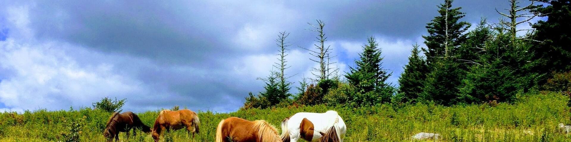 Wild horses