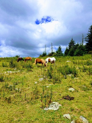 Wild horses