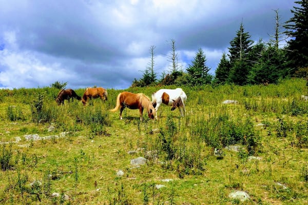 A grassy hillside with horses grazing, surrounded by trees and rocks.