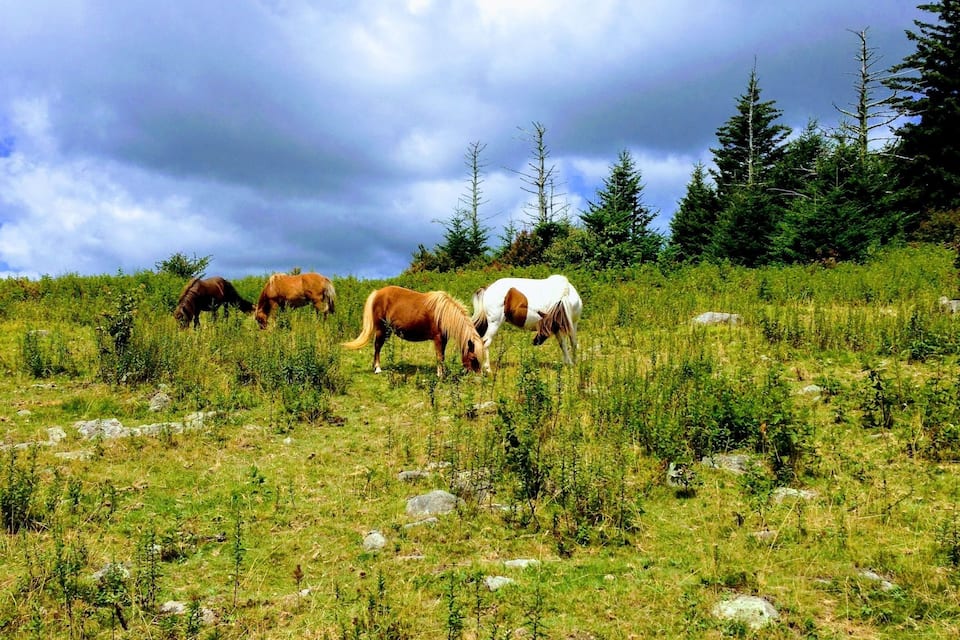 A grassy hillside with horses grazing, surrounded by trees and rocks.