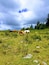 A grassy hillside with horses grazing, surrounded by trees and rocks.
