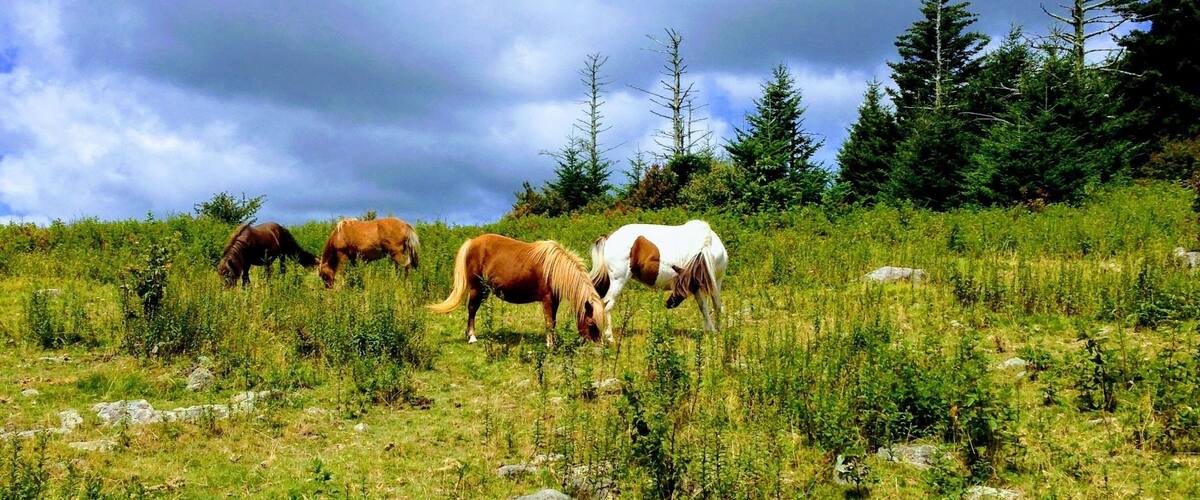A grassy hillside with horses grazing, surrounded by trees and rocks.