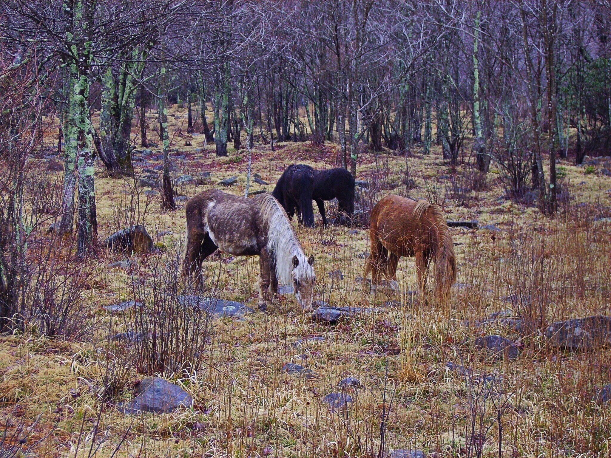 Wild ponies of the Grayson Highlands. 