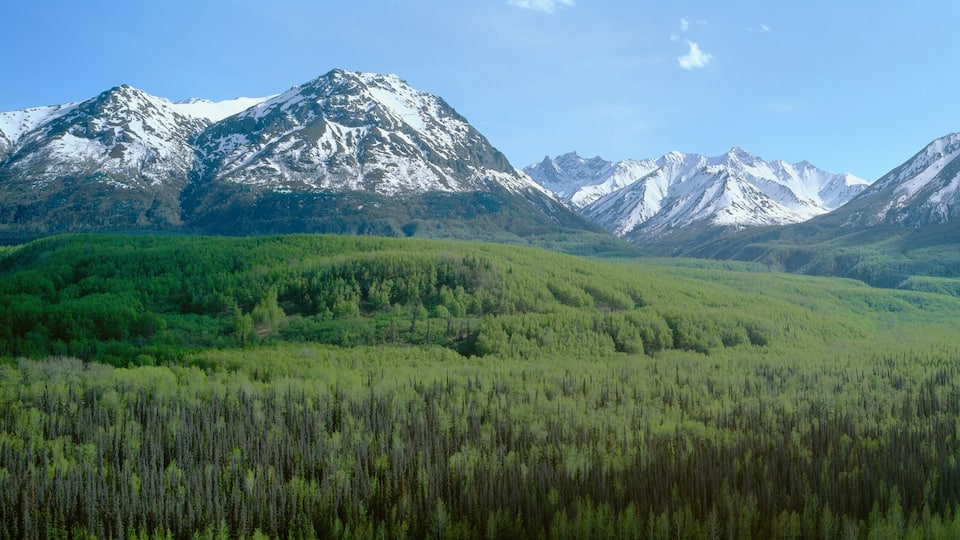 A river winding through a forested valley with snow-capped mountains in the background.