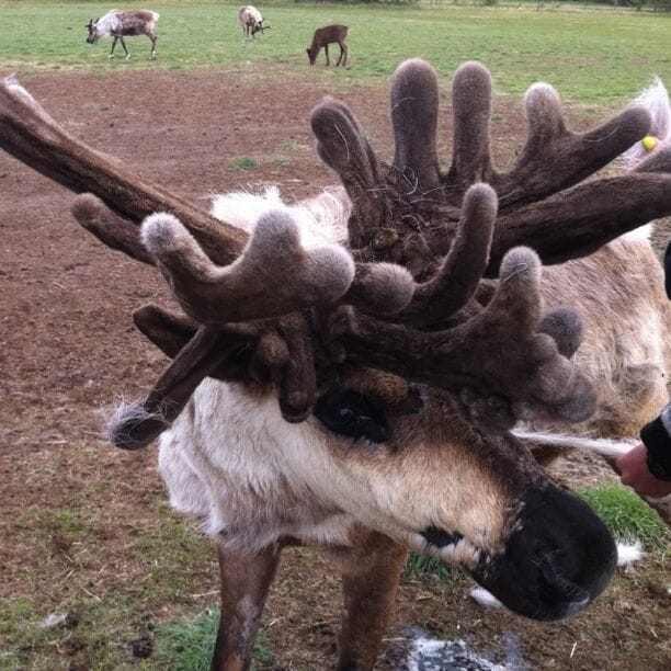 A reindeer!!!