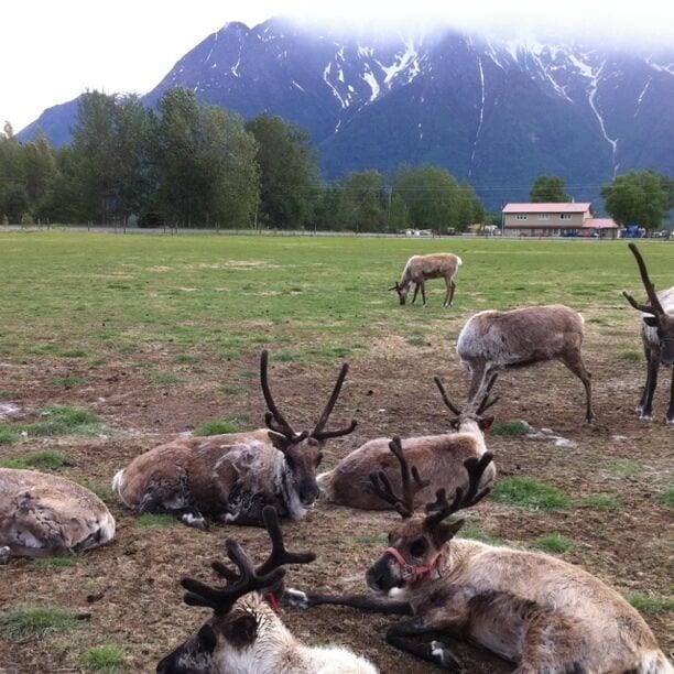 Reindeer farm. 