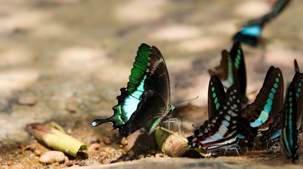 Sri Lanka is home to 245 species of butterflies and 26 of them are endemic to the island. This butterfly is Papilloma crino also known as the common banded peacock is commonly seen in the North central province of the country. #Nature