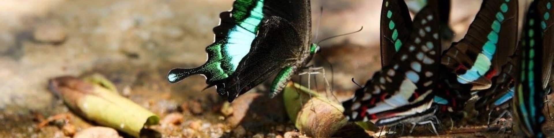 Sri Lanka is home to 245 species of butterflies and 26 of them are endemic to the island. This butterfly is Papilloma crino also known as the common banded peacock is commonly seen in the North central province of the country. #Nature