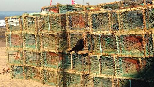 A cat waiting the fishing boat :)