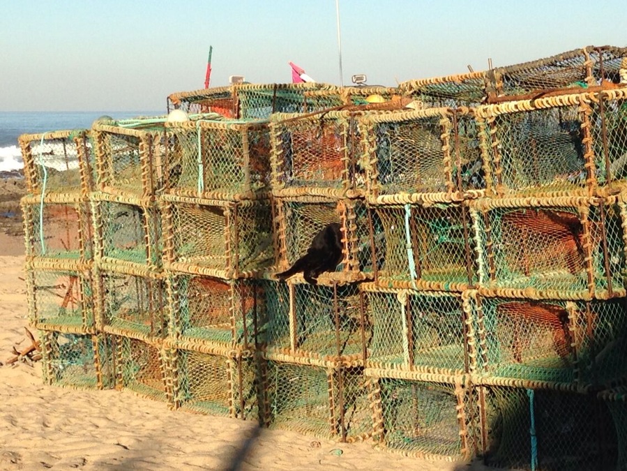 A cat waiting the fishing boat :)