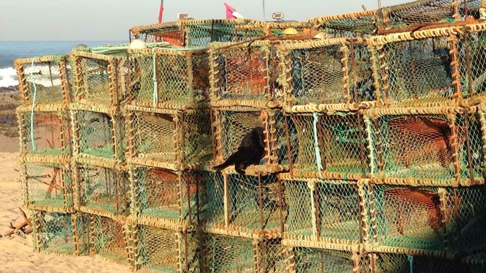 A cat waiting the fishing boat :)
