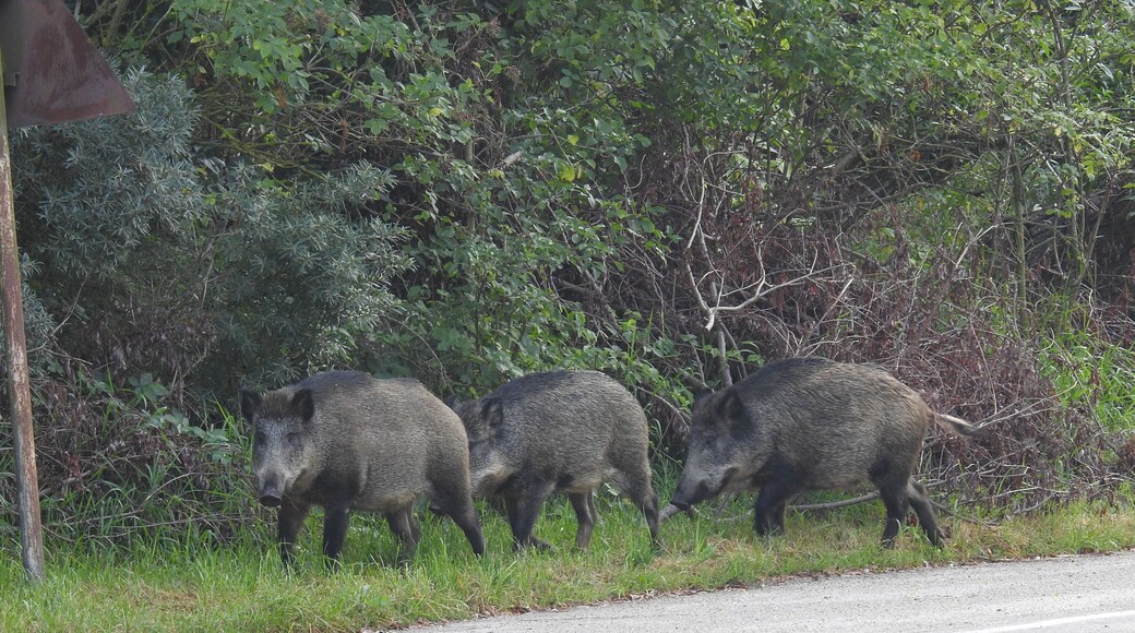 This is a photography of protected area with CRFOP ID