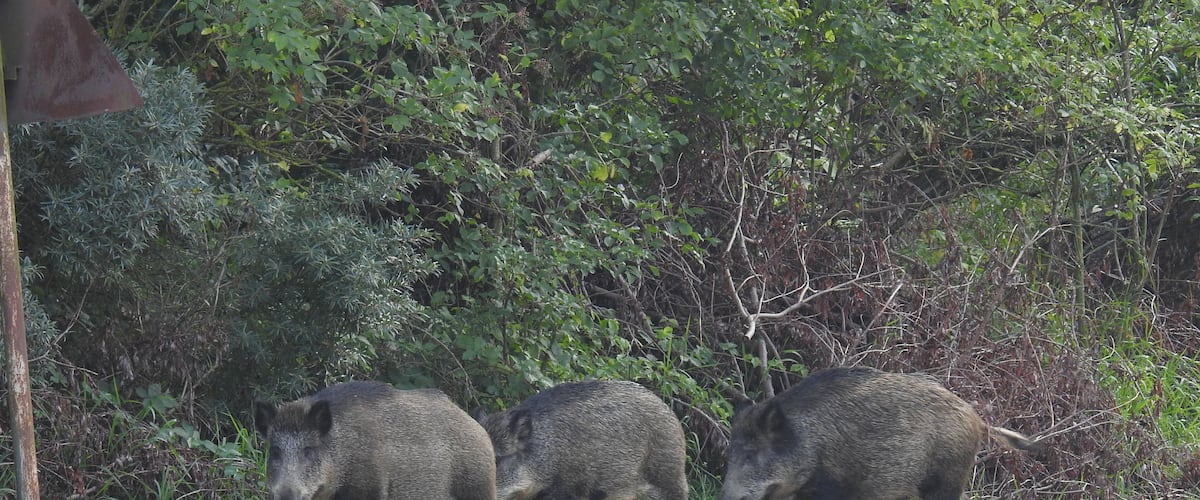 This is a photography of protected area with CRFOP ID