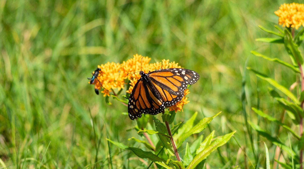 A monarch butterfly rests on vibrant orange milkweed flowers in the sunlight at Mendon Ponds Park. Another small insect is visible near the butterfly, adding to the lively scene