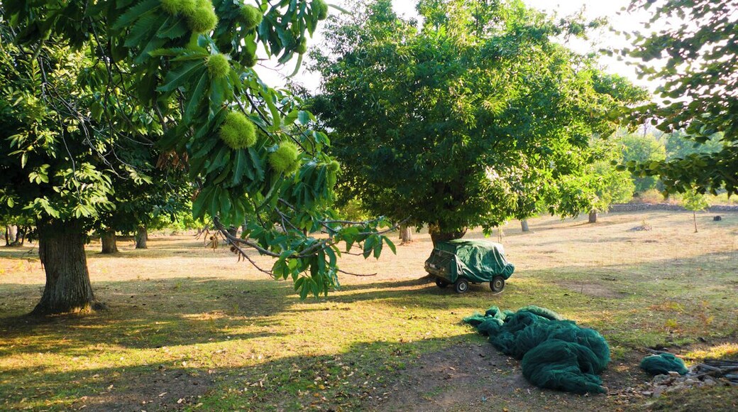 Récolte de châtaignes en Corse