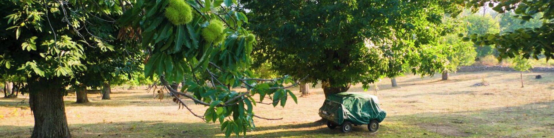 Récolte de chùtaignes en Corse