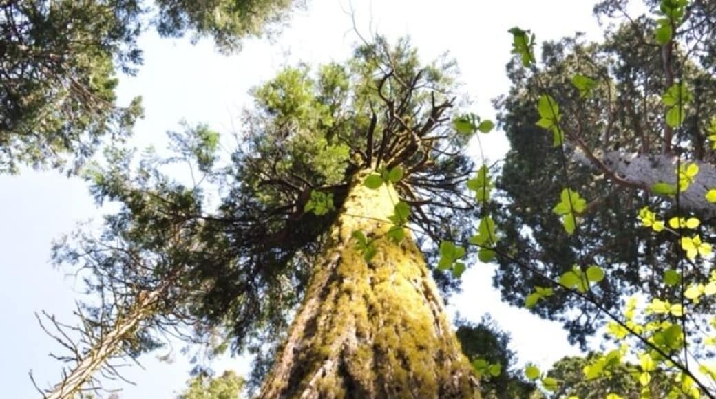 Just a huge redwood tree. Don't recall which one as some are named.