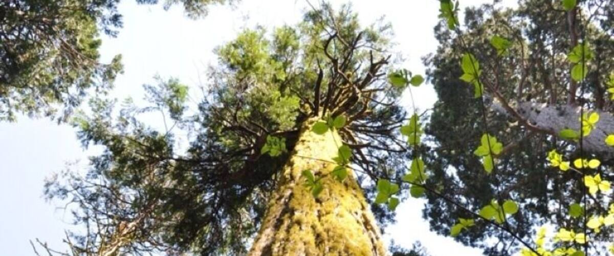 Just a huge redwood tree. Don't recall which one as some are named.