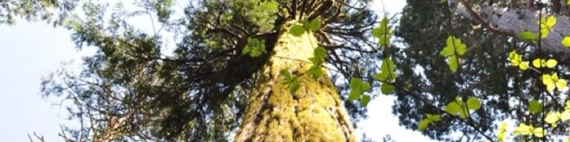 Just a huge redwood tree. Don't recall which one as some are named.