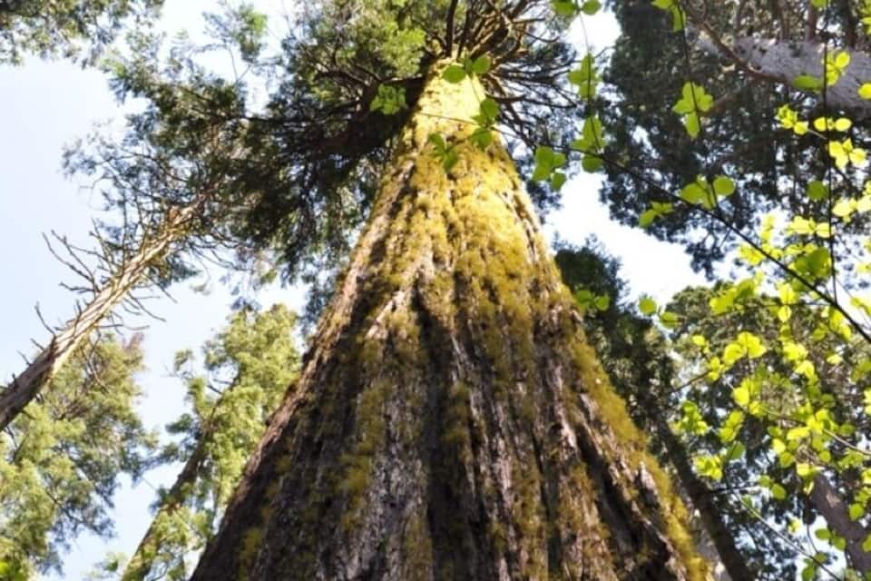 A tall tree with a moss-covered trunk and a dense canopy of green leaves.