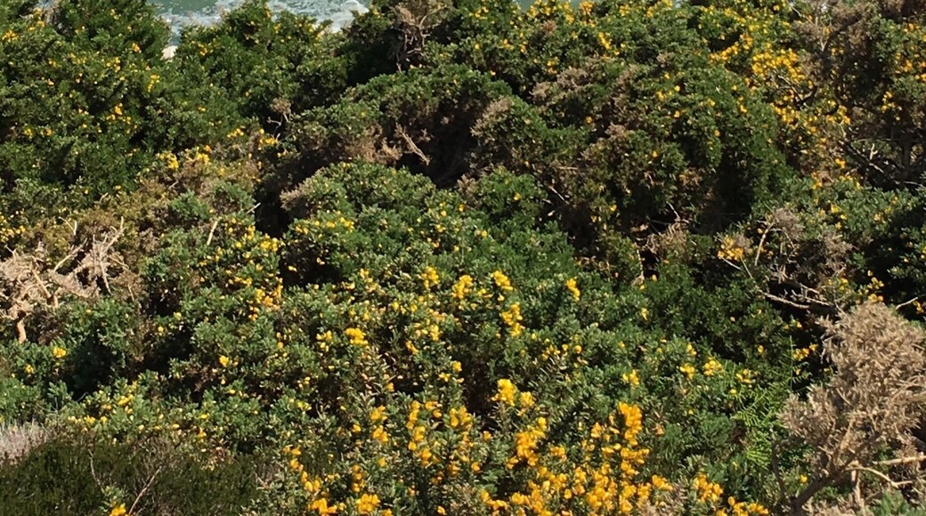 Nearby is a coastal path with a fantastic view on the cliffs