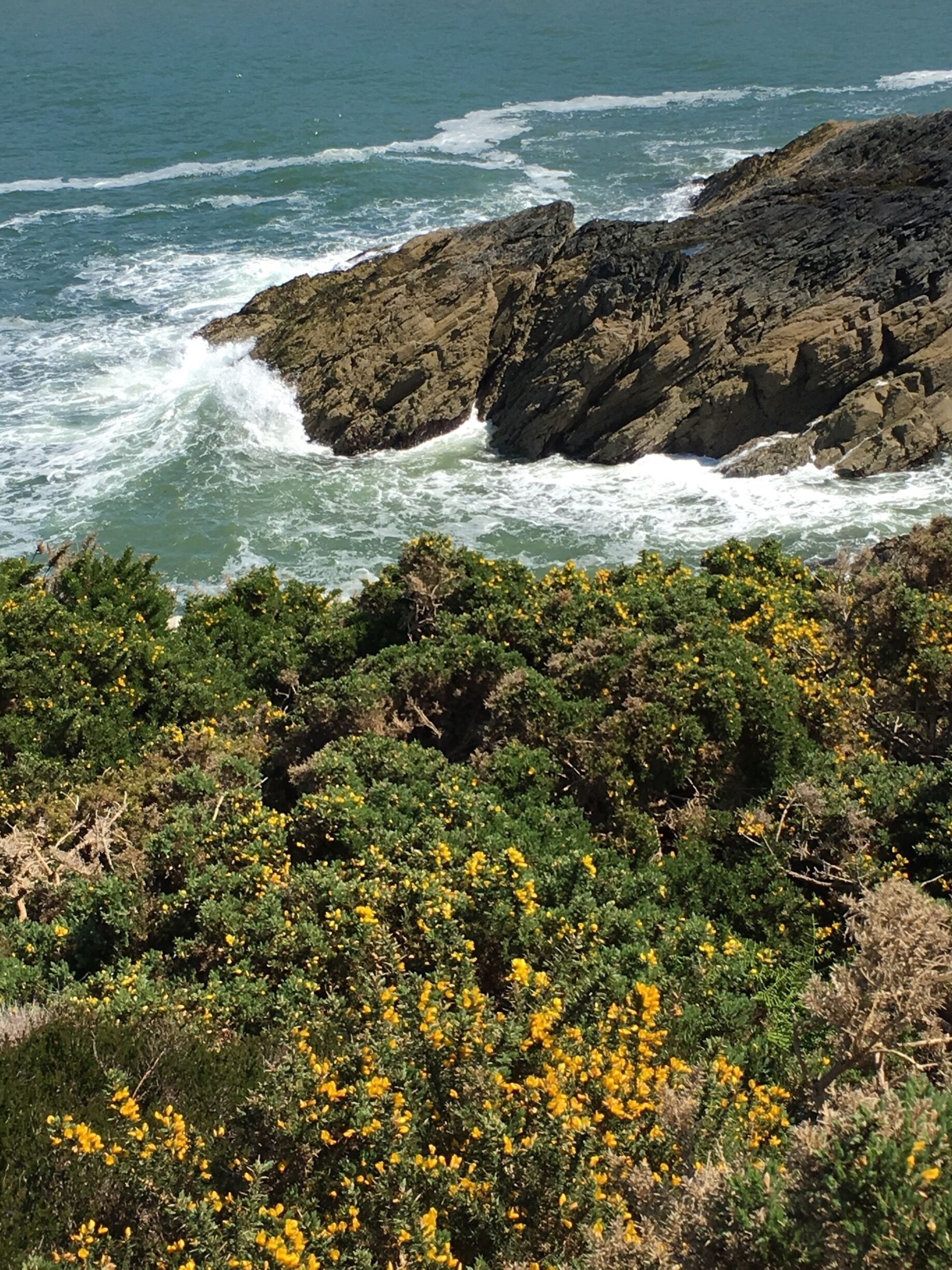 A rocky coastline with waves crashing against the rocks and yellow flowers in the foreground.